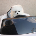 Micro Teacup Pomeranian Puppies - Cartier - a Pomeranian puppy