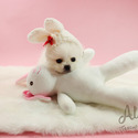 Micro Teacup Pomeranian Puppies - Cartier - a Pomeranian puppy