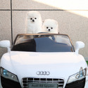 Teacup Toy Pomeranian For Sale - Gucci - a Pomeranian puppy