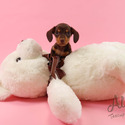 Teacup Toy Dachshund For Sale - Molly - a Dachshund puppy