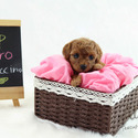 Micro Teacup Poodle Puppies For Sale - Cappuccino - a Poodle puppy