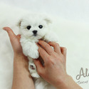 Micro Teacup Maltese Puppies For Sale - Latte - a Maltese puppy