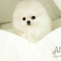 Micro Teacup Pomeranian Puppies For Sale - Gucci - a Pomeranian puppy