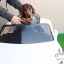 Micro Teacup Dachshund Puppies For Sale - Molly - a Dachshund puppy
