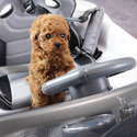 Mini Teacup Poodle Puppies For Sale - Mocha - a Poodle puppy