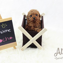 Mini Teacup Poodle Puppies For Sale - Mocha - a Poodle puppy