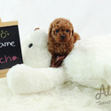Mini Teacup Poodle Puppies For Sale - Mocha - a Poodle puppy