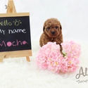 Mini Teacup Poodle Puppies For Sale - Mocha - a Poodle puppy