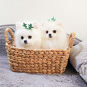 Mini Teacup Pomeranian Puppies For Sale - Gucci - a Pomeranian puppy