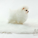 Mini Teacup Pomeranian Puppies For Sale - Gucci - a Pomeranian puppy