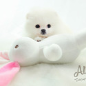 Mini Teacup Pomeranian Puppies For Sale - Gucci - a Pomeranian puppy