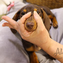 Mini Teacup Dachshund Puppies For Sale - Molly - a Dachshund puppy
