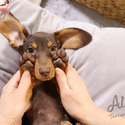 Mini Teacup Dachshund Puppies For Sale - Molly - a Dachshund puppy