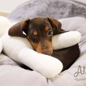 Mini Teacup Dachshund Puppies For Sale - Molly - a Dachshund puppy