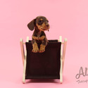 Mini Teacup Dachshund Puppies For Sale - Molly - a Dachshund puppy
