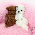 Toy Teacup Poodle Puppies For Sale - Cappuccino - a Poodle puppy