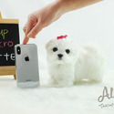 Toy Teacup Maltese Puppies For Sale - Latte - a Pomeranian puppy
