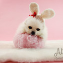 Toy Teacup Pomeranian Puppies For Sale - Cartier - a Pomeranian puppy