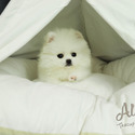 Toy Teacup Pomeranian Puppies For Sale - Cartier - a Pomeranian puppy