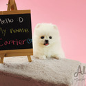 Toy Teacup Pomeranian Puppies For Sale - Cartier - a Pomeranian puppy