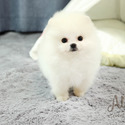Toy Teacup Pomeranian Puppies For Sale - Gucci - a Pomeranian puppy
