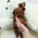 Micro Teacup Poodle Puppies - Mocha - a Poodle puppy