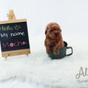 Micro Teacup Poodle Puppies - Mocha - a Poodle puppy