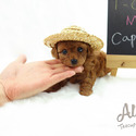 Micro Teacup Poodle Puppies - Cappuccino - a Poodle puppy
