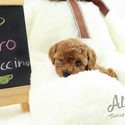 Micro Teacup Poodle Puppies - Cappuccino - a Poodle puppy