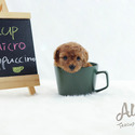 Micro Teacup Poodle Puppies - Cappuccino - a Poodle puppy