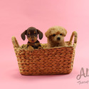 Micro Teacup Dachshund Puppies - Molly - a Dachshund puppy