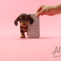 Micro Teacup Dachshund Puppies - Molly - a Dachshund puppy