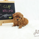 Mini Teacup Poodle Puppies For Sale - Cappuccino - a Poodle puppy