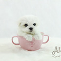 Micro Teacup Maltese Puppies For Sale - Latte - a Maltese puppy