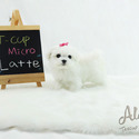 Micro Teacup Maltese Puppies For Sale - Latte - a Maltese puppy