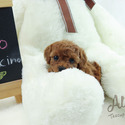Micro Teacup Poodle Puppies For Sale - Cappuccino - a Poodle puppy
