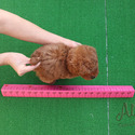 Mini Teacup Poodle Puppies For Sale