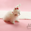 Toy Teacup Pomeranian Puppies For Sale