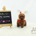 Toy Teacup Poodle Puppies For Sale