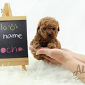 Toy Teacup Poodle Puppies For Sale