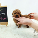 Toy Teacup Poodle Puppies For Sale