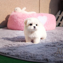 Toy Teacup Maltese Puppies For Sale