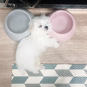 Toy Teacup Maltese Puppies For Sale