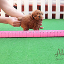 bToy Teacup Poodle Puppies For Sale