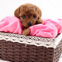 bToy Teacup Poodle Puppies For Sale