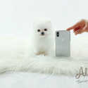 Mini Teacup Pomeranian Puppies For Sale - Macchiato - a Pomeranian puppy