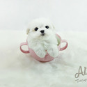 Mini Teacup Maltese Puppies For Sale - Latte - a Maltese puppy