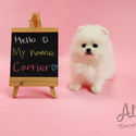 Mini Teacup Pomeranian Puppies For Sale - Cartier - a Pomeranian puppy