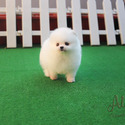 Mini Teacup Pomeranian Puppies For Sale, Macchiato - a Pomeranian puppy