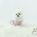 Mini Teacup Pomeranian Puppies For Sale, Macchiato - a Pomeranian puppy